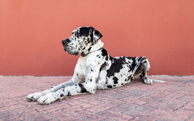 Dog sitting on footpath