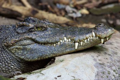 Close-up of crocodile