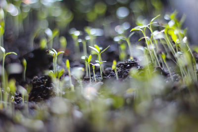 Close-up of plants growing on field