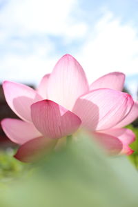 Close-up of pink water lily