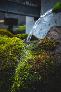 Close-up of water flowing in moss