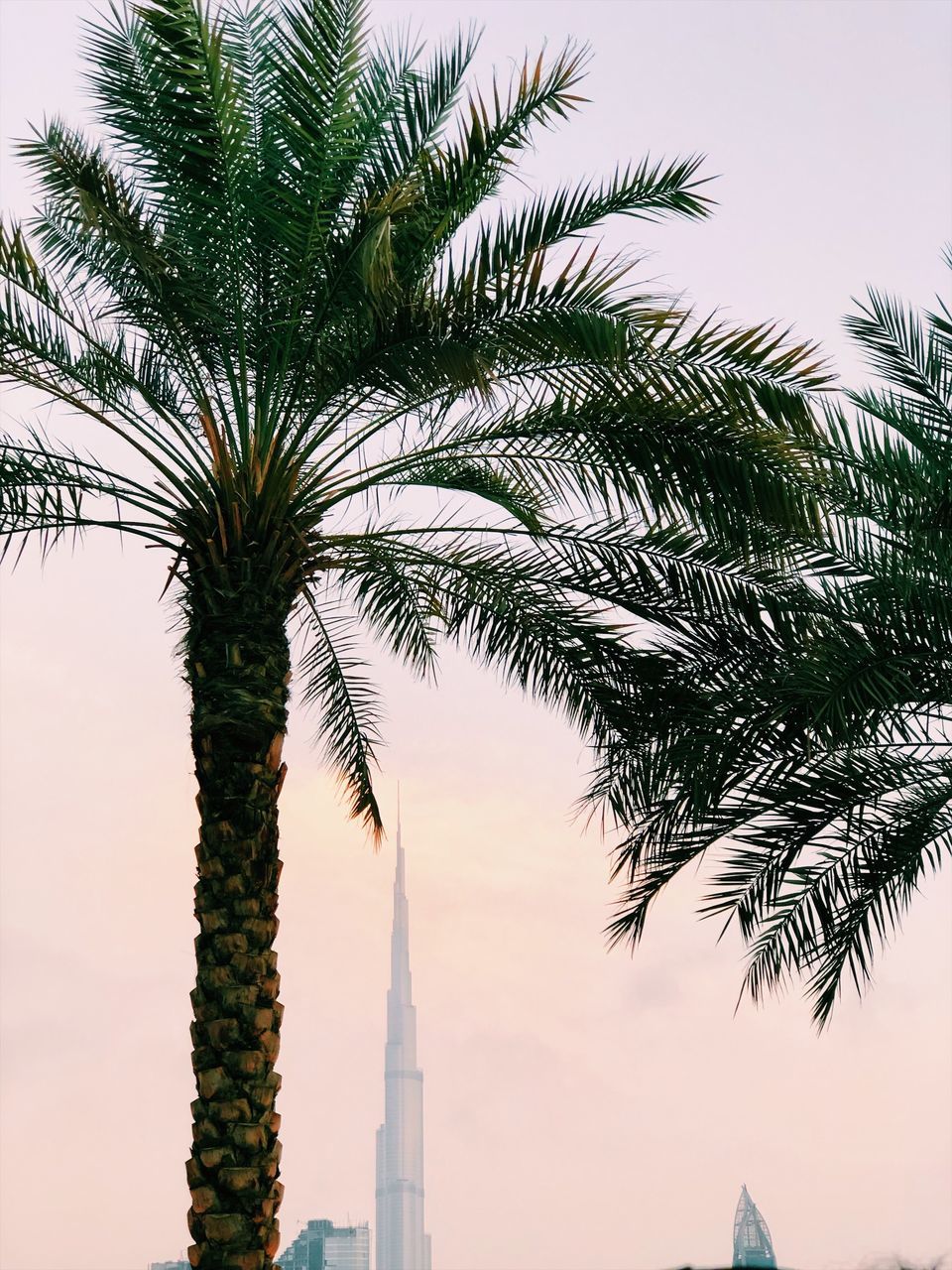 tree, palm tree, tropical climate, plant, sky, growth, nature, date palm tree, architecture, low angle view, built structure, no people, palm leaf, green color, tree trunk, tall - high, day, outdoors, trunk, leaf, tropical tree