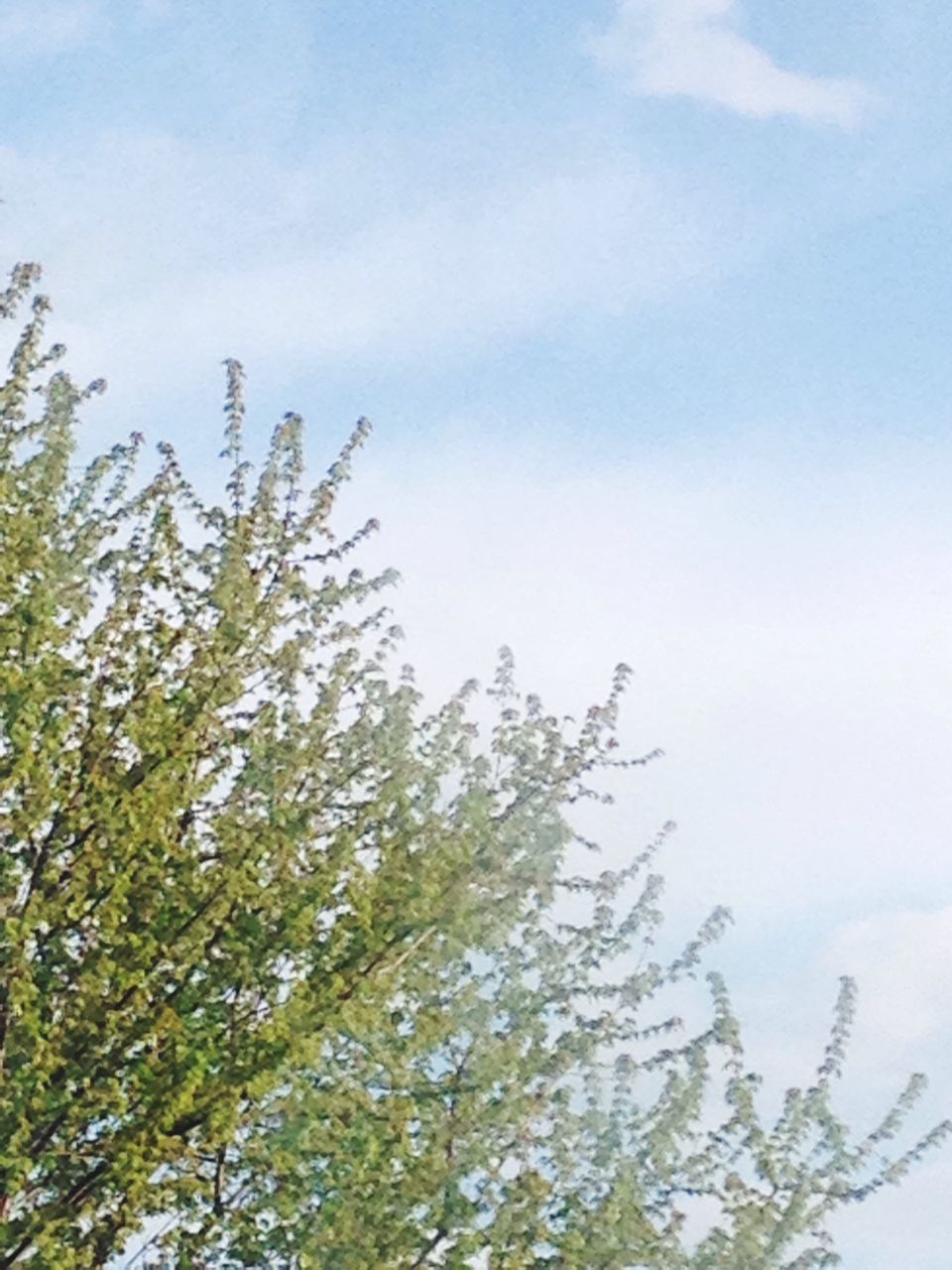 low angle view, tree, sky, branch, growth, nature, flying, bird, day, beauty in nature, tranquility, high section, no people, outdoors, cloud - sky, blue, treetop, clear sky, animals in the wild, scenics