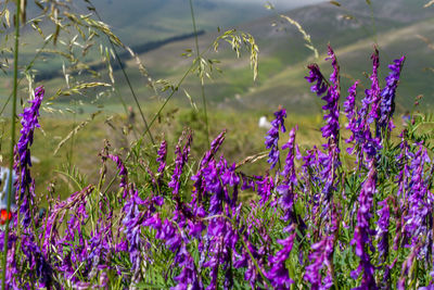 Close-up of purple flowering plants on field