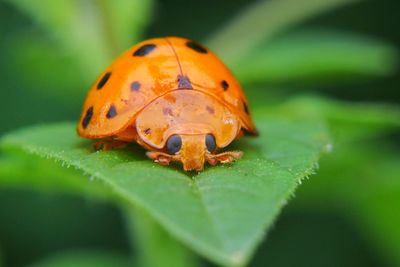 Close-up of ladybug on leaf