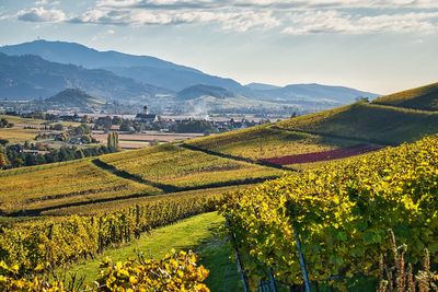 Scenic view of vineyard against sky