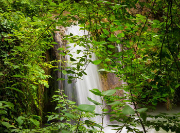 Plants hanging from tree in forest