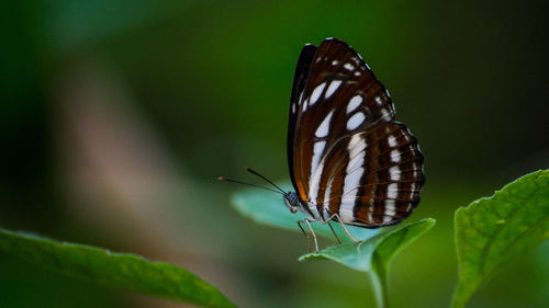 Close-up of butterfly perching on leaf