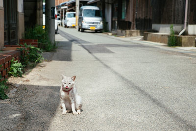 Portrait of dog on road in city