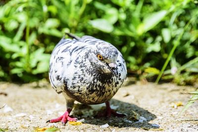 Close-up of a dove looking away