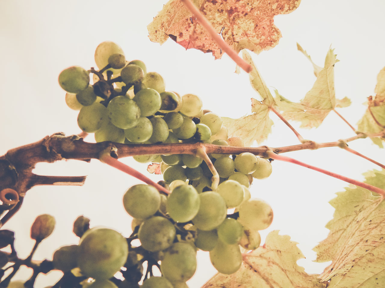 LOW ANGLE VIEW OF GRAPES GROWING ON TREE