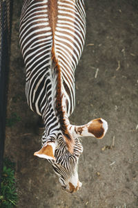 Close-up of an animal