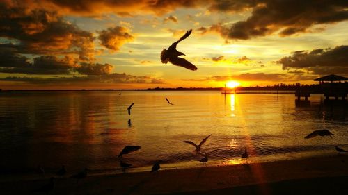 Silhouette of birds flying over sea during sunset