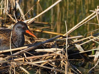 Close-up of bird on twig