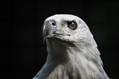 Close-up of bird