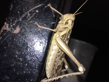 Close-up of insect on black background