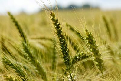 Close-up of stalks in field