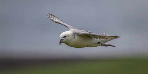 A bird cruise along a cliff from right to left with wings nearly level with selected focus