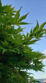 Low angle view of leaves against clear sky