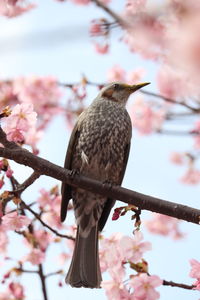 Low angle view of bird perching on cherry tree