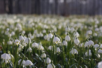 Close-up of snowdrops blooming on field