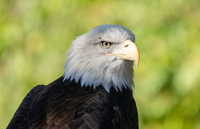 Adult american bald eagle male gets a close up head shot portrait