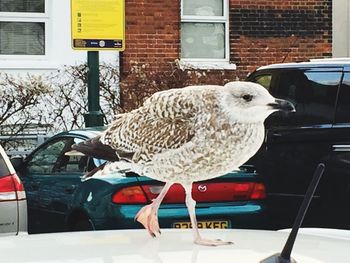 Bird perching on car