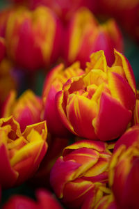 Full frame shot of red flowering plant