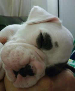 Close-up of dog sleeping