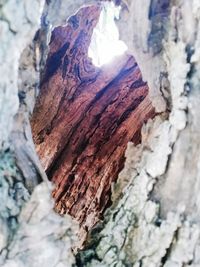 Close-up of tree trunk