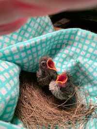 High angle view of bird in nest