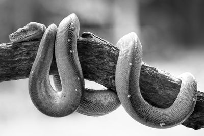 Close-up of a snake on wood