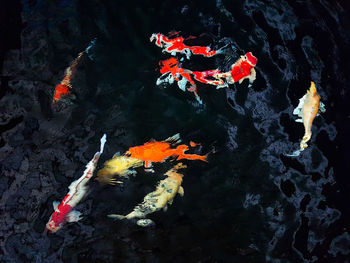 High angle view of koi carps swimming in pond