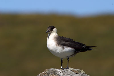 Close-up of bird perching on wood