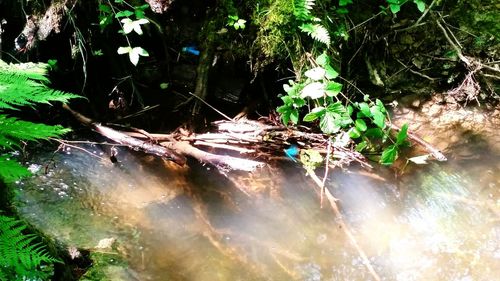 Close-up of water flowing in forest