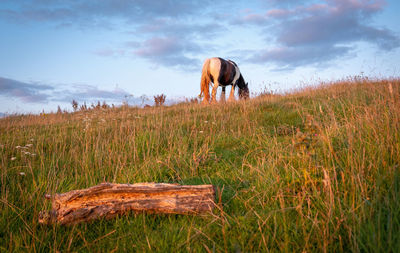 Horse in a field