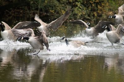 Geese flying over water