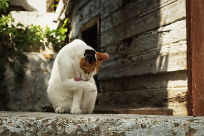 White cat licking paw in back yard