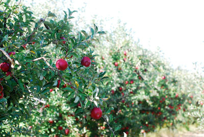 Close-up of berries growing on tree