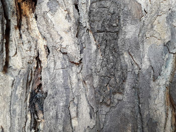 Full frame shot of tree trunk