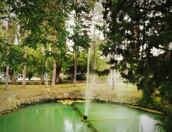 Scenic view of lake in forest