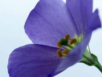 Close-up of pink flower blooming outdoors