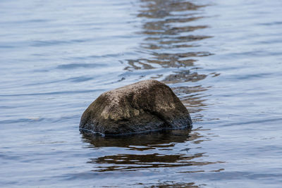 Rock in a lake