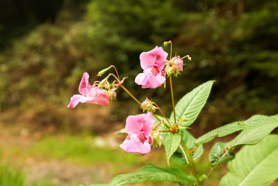 Close-up of pink flowering plant