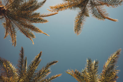 High section of cropped palm trees against clear sky