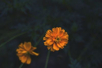 Close-up of yellow cosmos flower