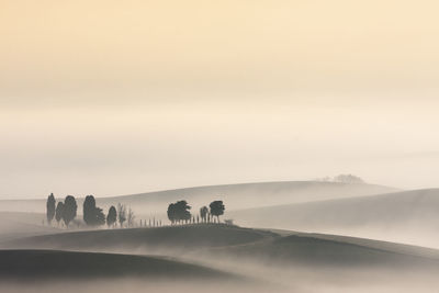 Trees on small hill with fog at dawn