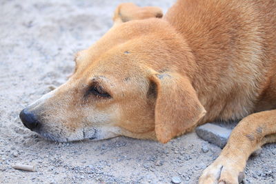 Close-up of a dog resting