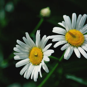 Close-up of white daisy