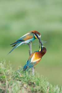 Close-up of bird perching on a plant